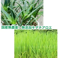 キダチアロエとまこも入り犬の石けん　昆布入りしっとりタイプ =真夏用= 【ご予約受付中】（6月30日より新発売）