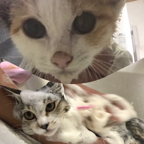 またたび入り猫の受注生産石けん　お得になる5個注文