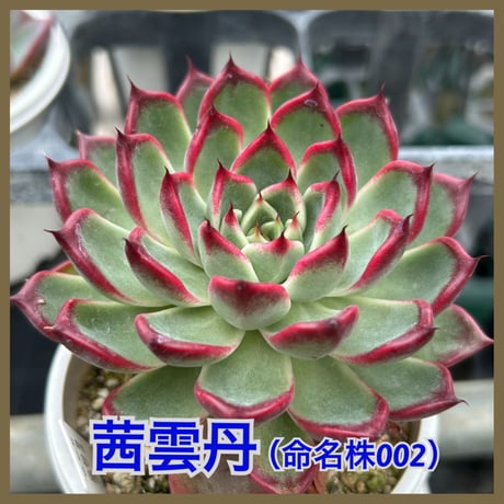 多肉屋GPK命名株 NO6