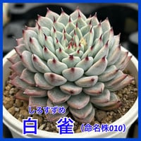 多肉屋GPK命名株 NO２７