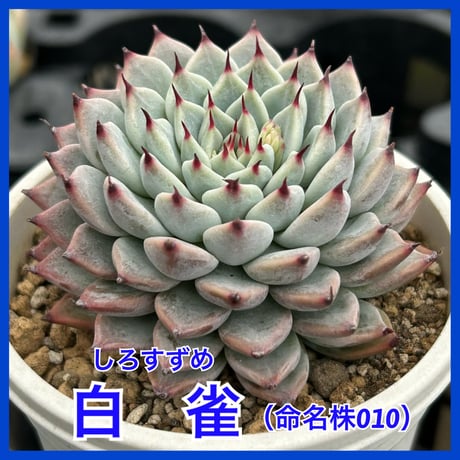多肉屋GPK命名株 NO２５