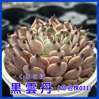 多肉屋GPK命名株 ＮＯ２８