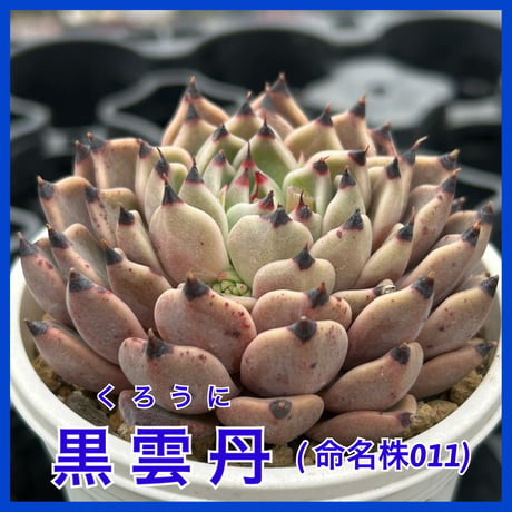 多肉屋GPK命名株 ＮＯ２８