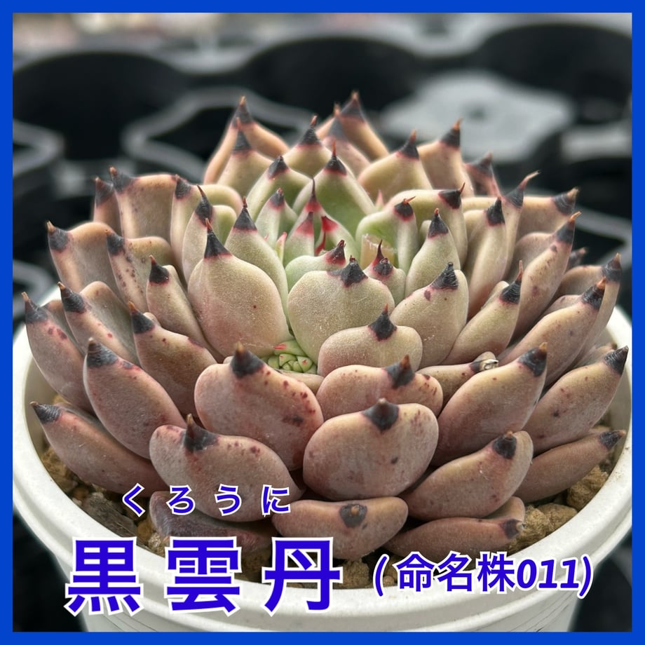 69db2da04961f5585e8e250a