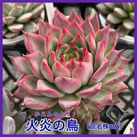 多肉屋GPK命名株  NO１4
