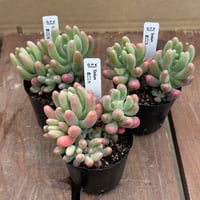 セダム　恋ごころ