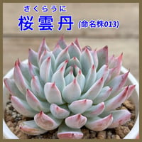 多肉屋GPK命名株 NO３5