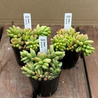 セダム　ルベンス