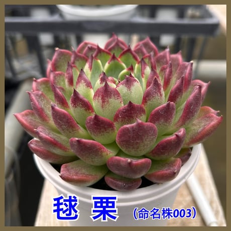 多肉屋GPK命名株 NO8