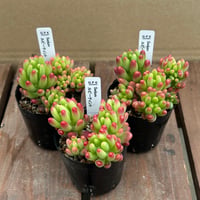 セダム　ルビーティント