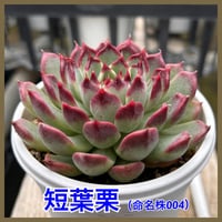 多肉屋GPK命名株 NO１1