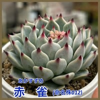 多肉屋GPK命名株 NO３３