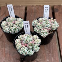 セダム　ペレスデラロサエピンクエッジ