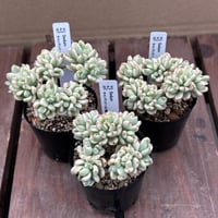 セダム　キャンディゴールド錦