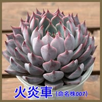 多肉屋GPK命名株 NO１６