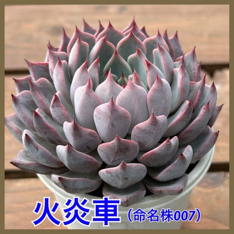 多肉屋GPK命名株 NO１６