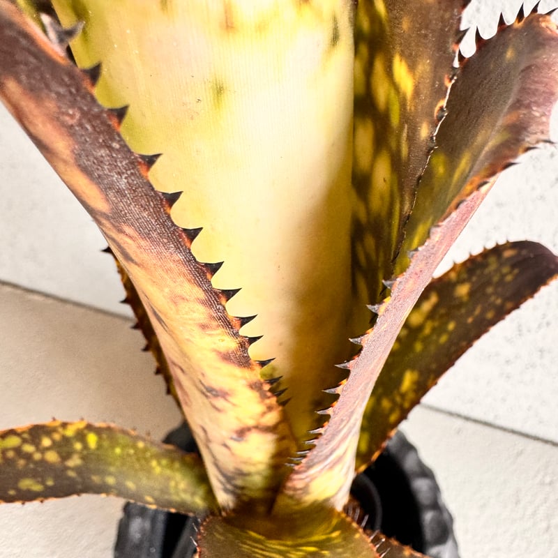 ブロメリア・エアープランツ Billbergia Midnight Sun Bill.midnight sun 【artPLANTs/PLANTS GARAGE 】 ビルベルギア
