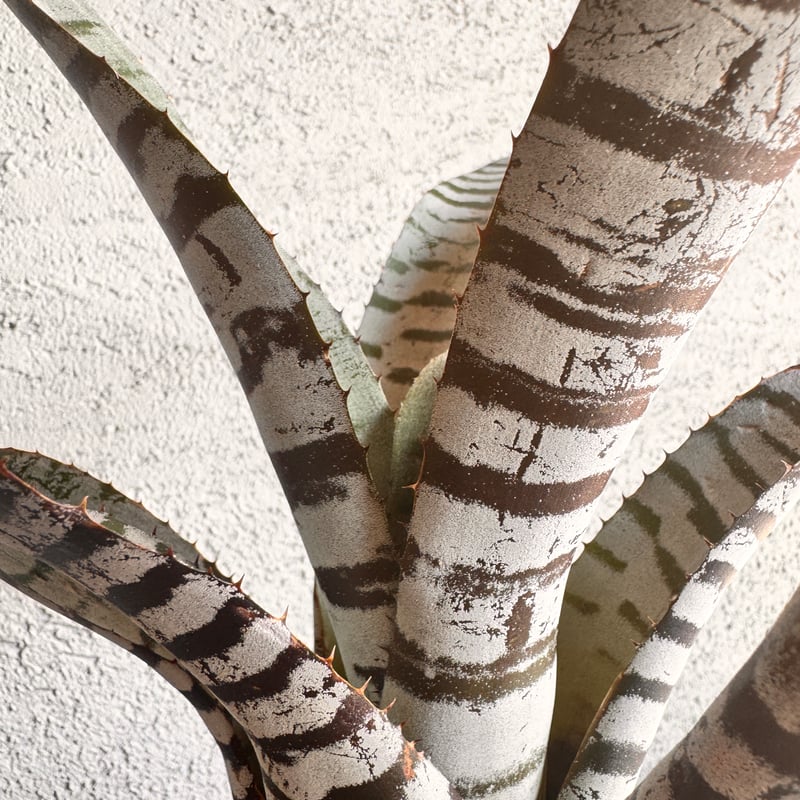 Aechmea 209 | AUREA Botanical Collection
