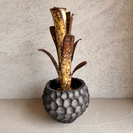 フリーセア'ロロ'タンクブロメリア Aechmea chantinii 'Yamamoto' samurai【artPLANTs/PLANTS GARAGE