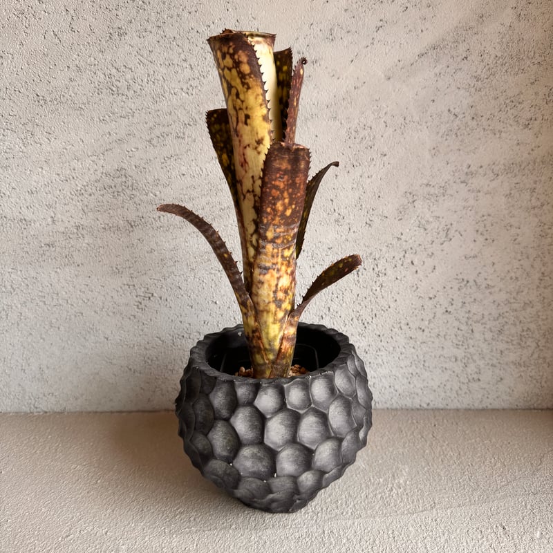 ブロメリア・エアープランツ Billbergia Midnight Sun Billbergia Midnight Sun | AUREA Botanical Colle