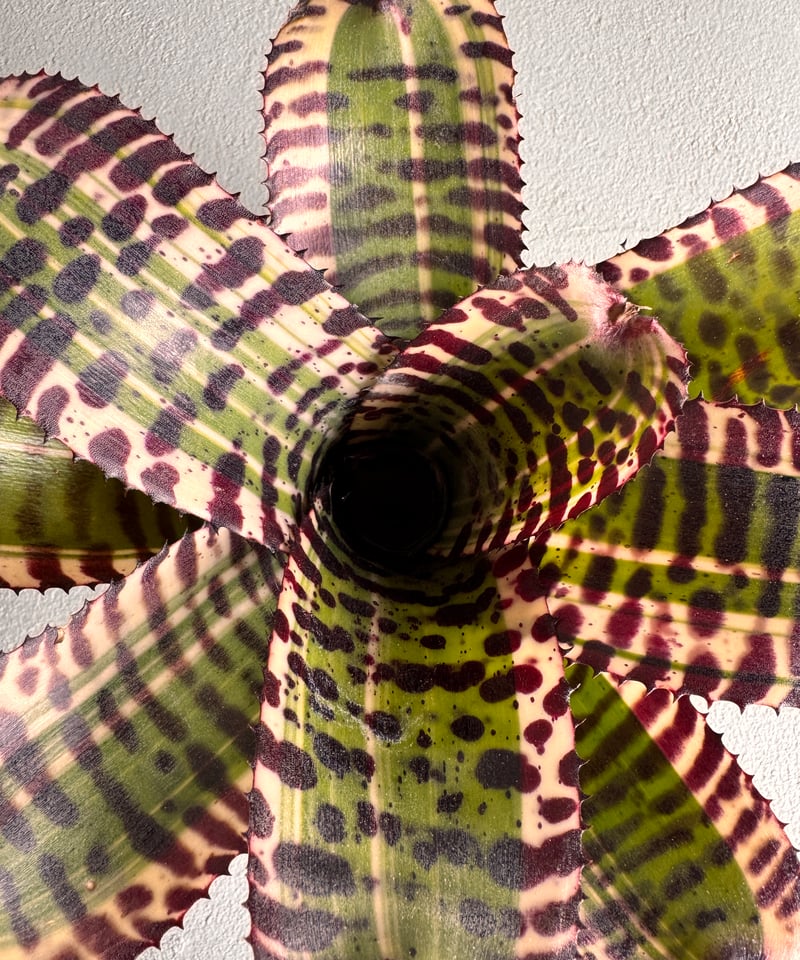 Neoregelia Ironside | AUREA Botanical Collection