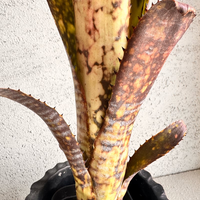 Billbergia Midnight Sun | AUREA Botanical Colle