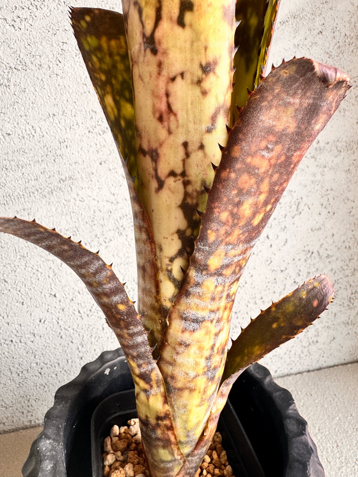 Billbergia Midnight Sun | AUREA Botanical Colle