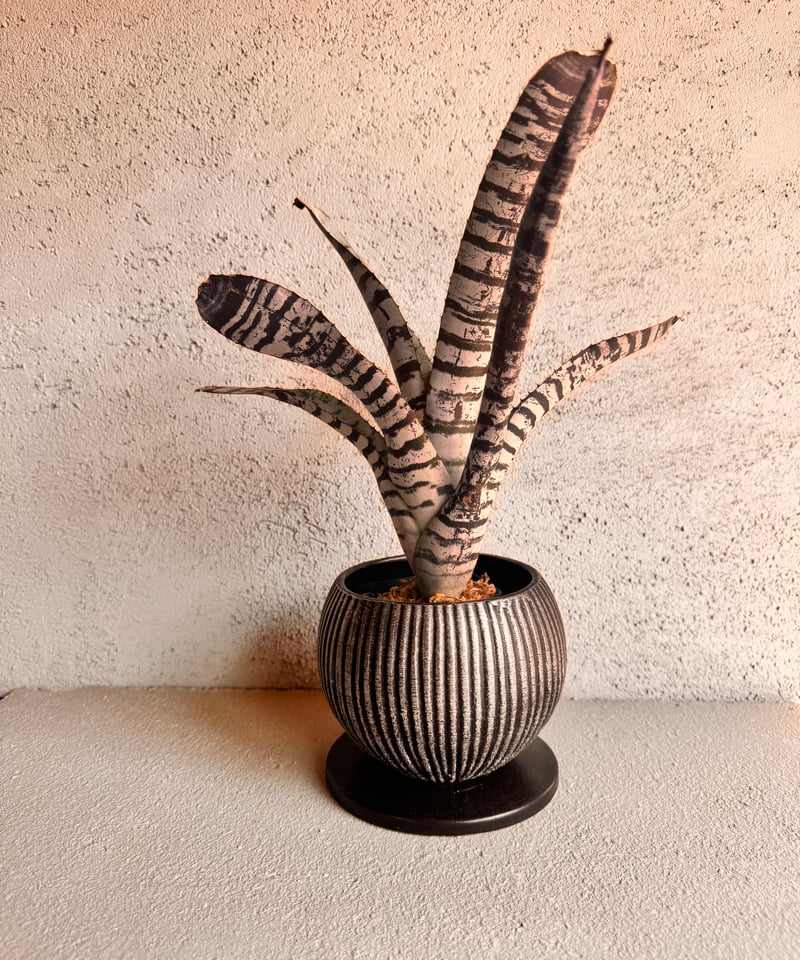 Aechmea 209 | AUREA Botanical Collection