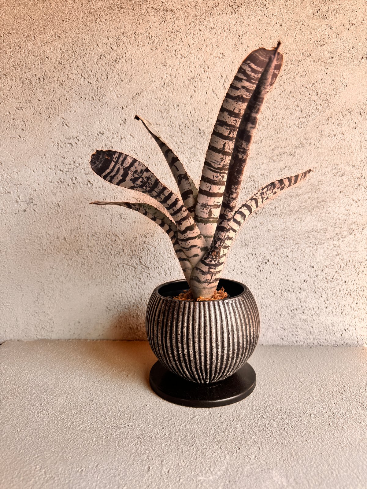 Aechmea 209 | AUREA Botanical Collection