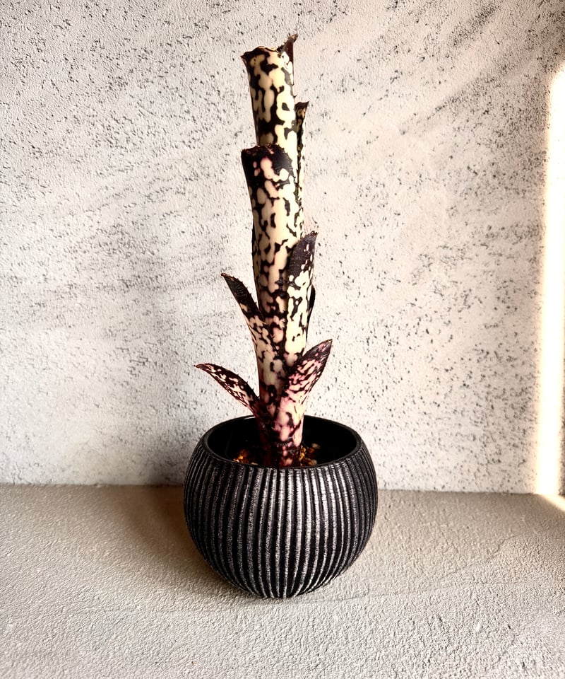 ビルベルギア タルボットミスタークーパー | AUREA Botanical Collection