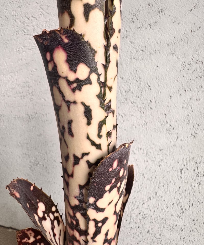 Billbergia Talbot Mr.Cooper | AUREA Botanical C