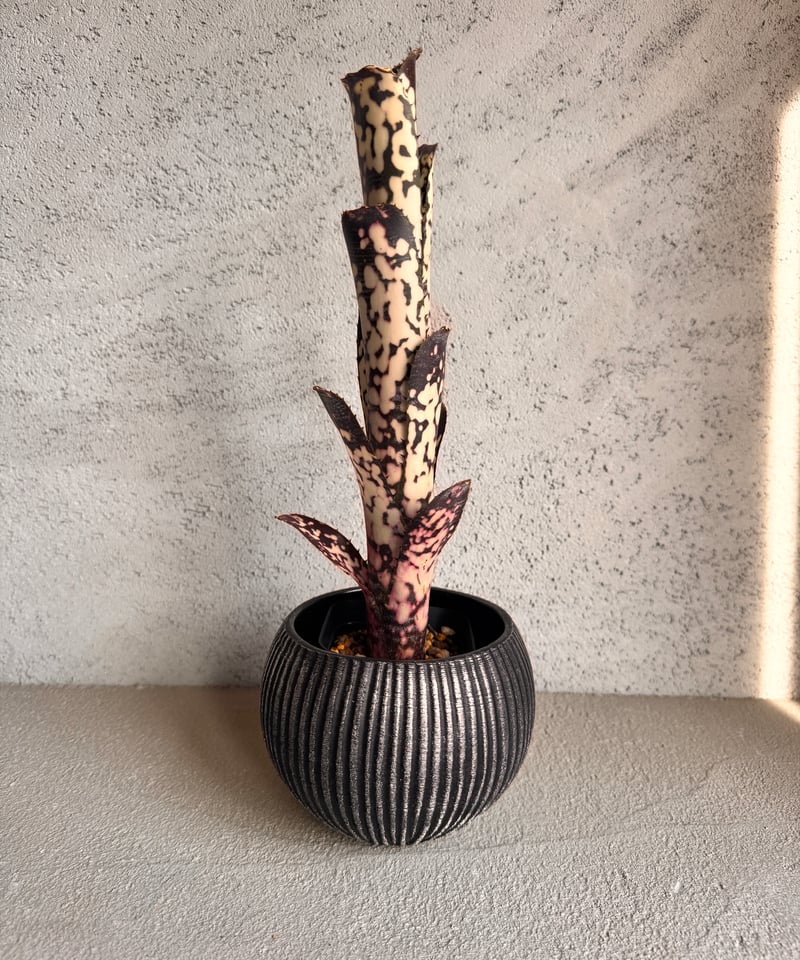 Billbergia Talbot Mr.Cooper | AUREA Botanical C