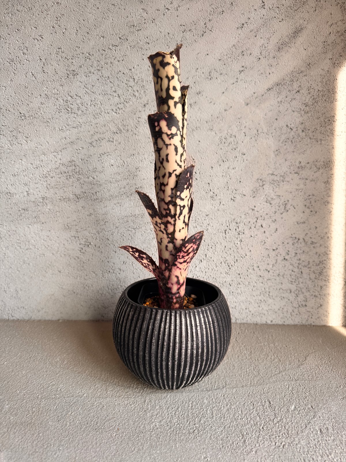 Billbergia Talbot Mr.Cooper | AUREA Botanical C