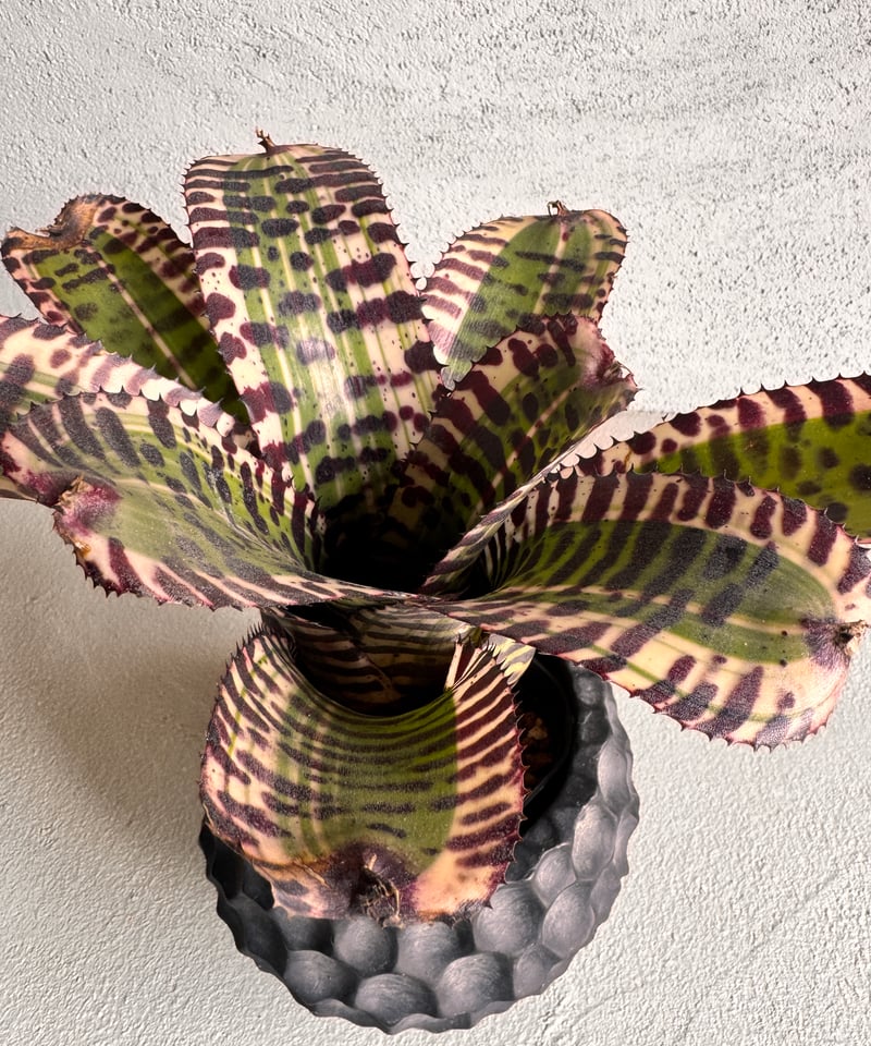 Neoregelia Ironside | AUREA Botanical Collection
