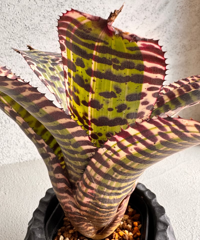 Neoregelia Ironside | AUREA Botanical Collection