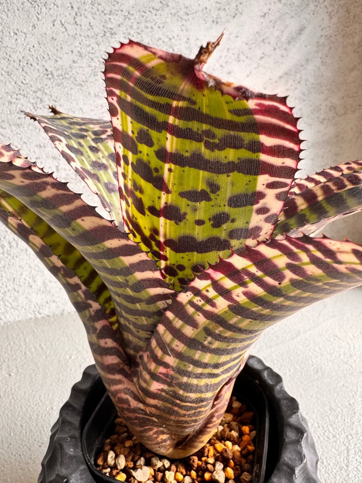 Neoregelia Ironside | AUREA Botanical Collection