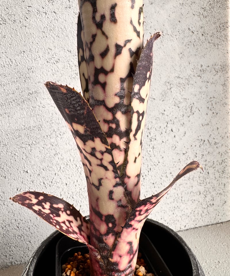 ブロメリア・エアープランツ Billbergia Talbot Mr.Cooper Billbergia Talbot Mr.Cooper | AUREA Botanical C