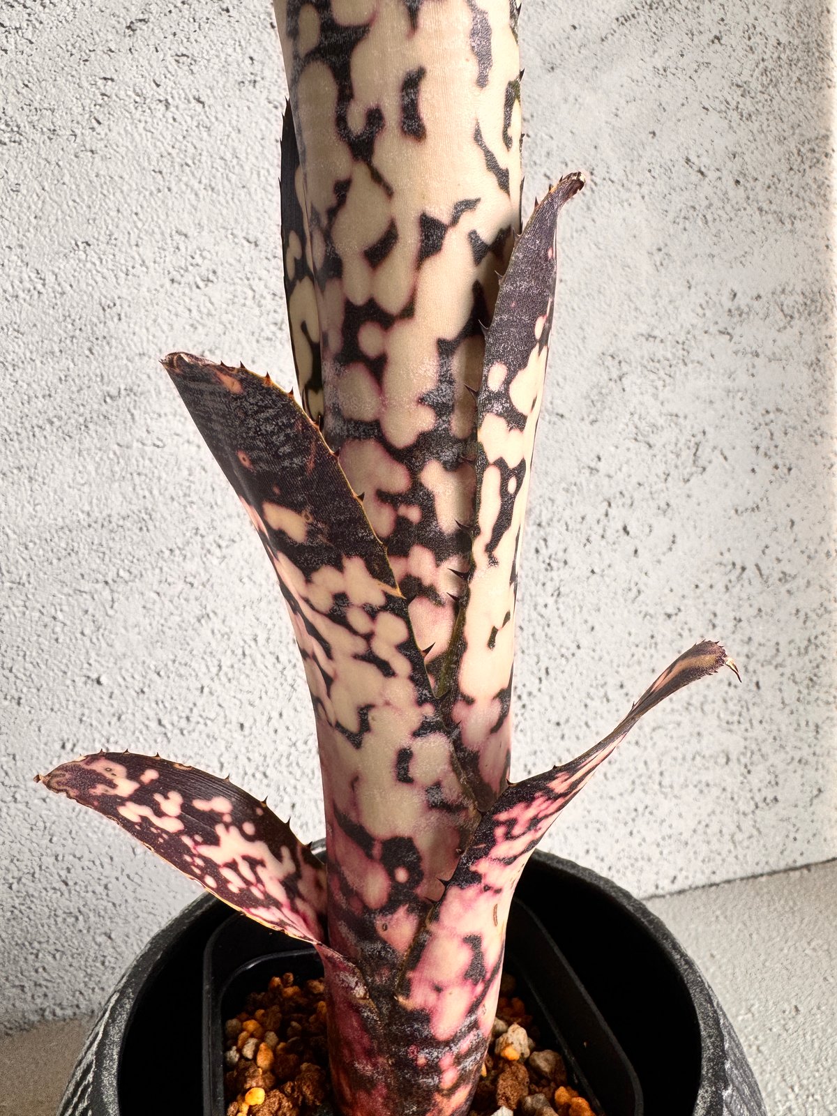 ブロメリア・エアープランツ Billbergia Cooper'〔ビルベルギア〕現品発送 Mr 'Talbot 送料無料】Billbergia Mr.Cooper Talbot ブロメリア・エアープランツ