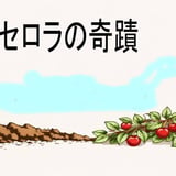 アセロラの奇蹟　ビタミンＣで美肌に