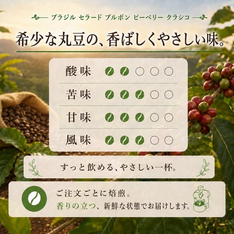 ブラジル セラード ブルボン ピーベリー クラシコ 200g｜希少な丸豆の中煎り｜自家焙煎コーヒー豆