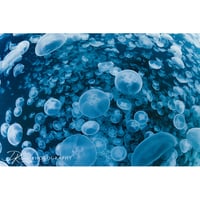 #10　『Jellyfish paradise』：写真パネル（アルポリック）