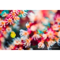 #06　『Flower Garden』：写真パネル（アルポリック）