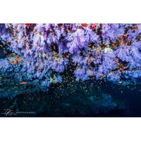 #04 インド洋の宝石 - 紫に染まる海の花園　写真パネル（アルポリック）