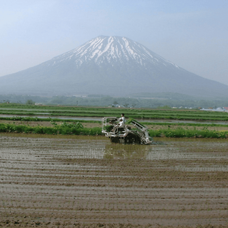 はくちょうもうち（もち米）10kg
