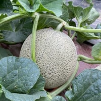 羊蹄レッド（赤肉メロン）
