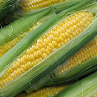 とうきび（黄色大物）10kg 20本入り