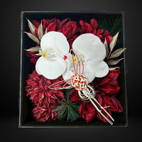 ⑥祝い紅白ダリアと胡蝶蘭のプレミアムBOX（約H245㎜×W220㎜×D145㎜）