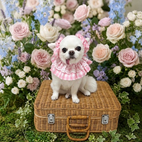 犬用スタイ | STORES