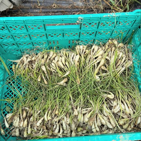 自家製島らっきょう漬け（5パック入り）