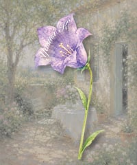 Campanula place card/席札_花席札_カンパニュラ